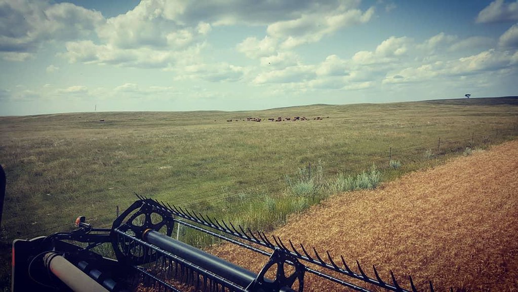 Schemper Harvesting 2018