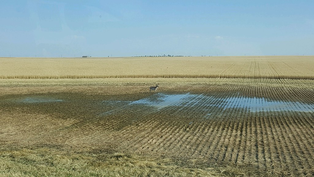 Schemper Harvesting 2018