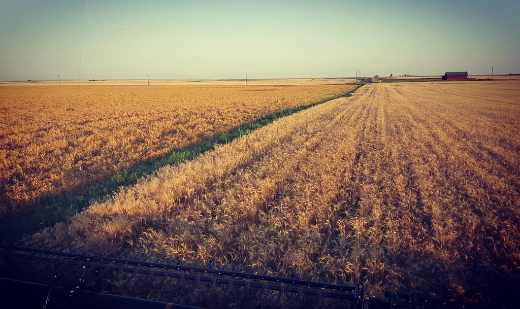 Schemper Harvesting 2018