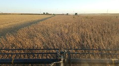 Schemper Harvesting 2018