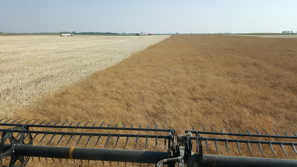 Schemper Harvesting