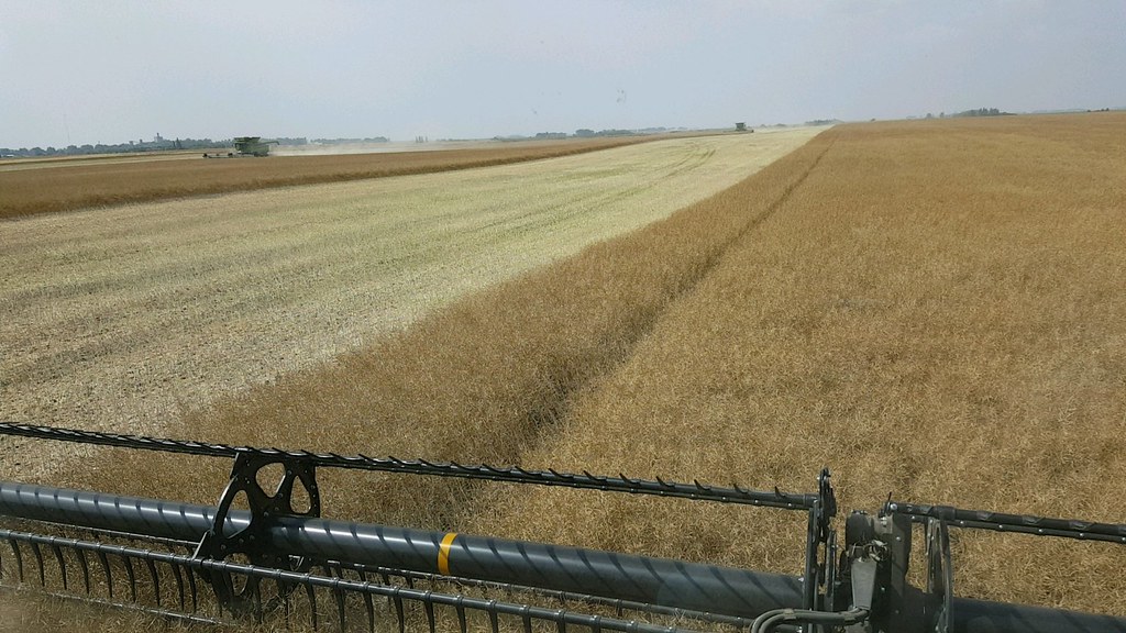 Schemper Harvesting