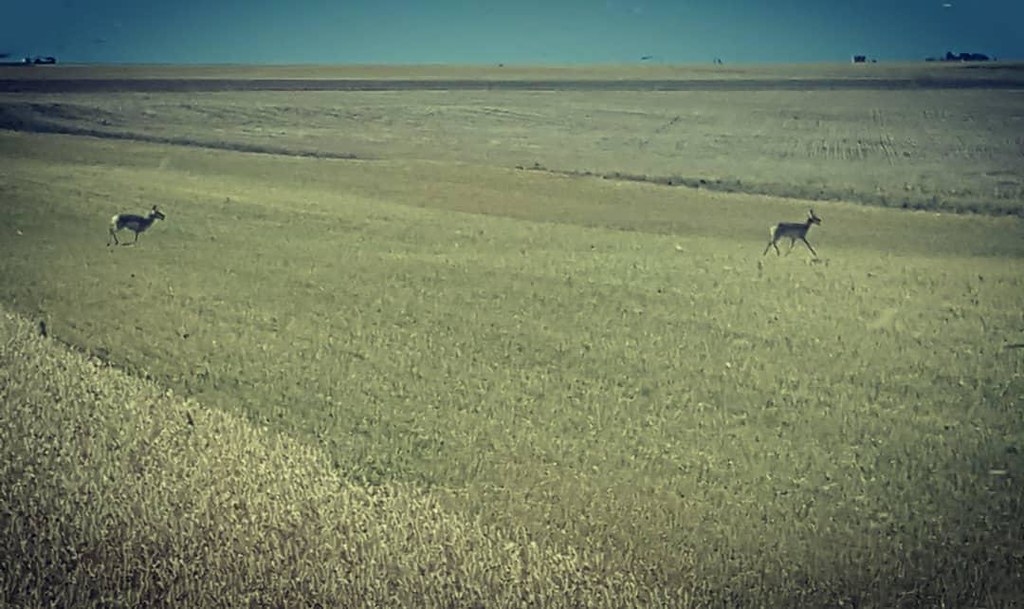 Schemper Harvesting 2018