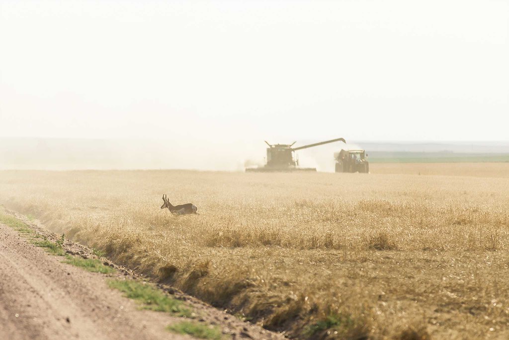 High Plains Harvesting 2018