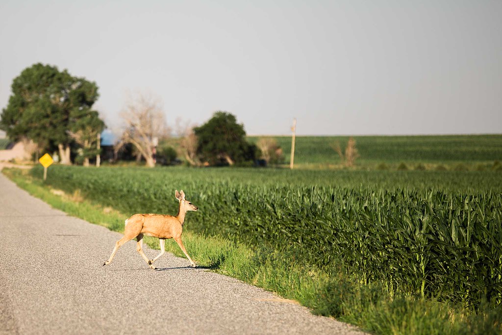 High Plains Harvesting 2018