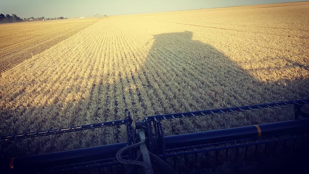 Schemper Harvesting