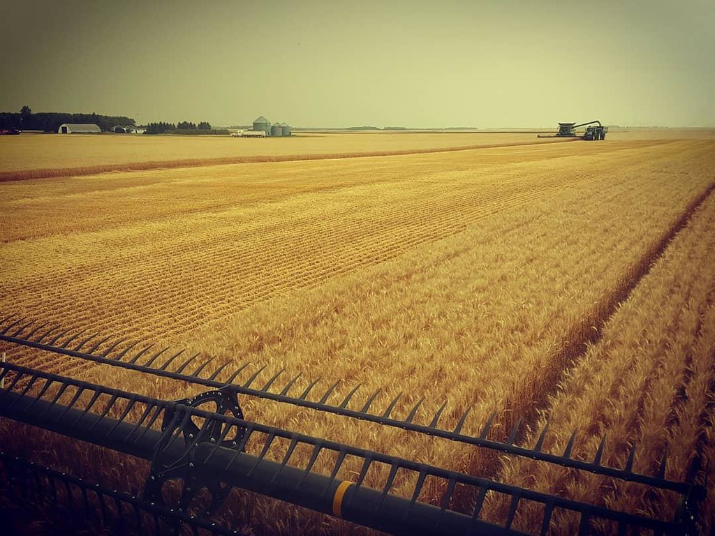 Schemper Harvesting
