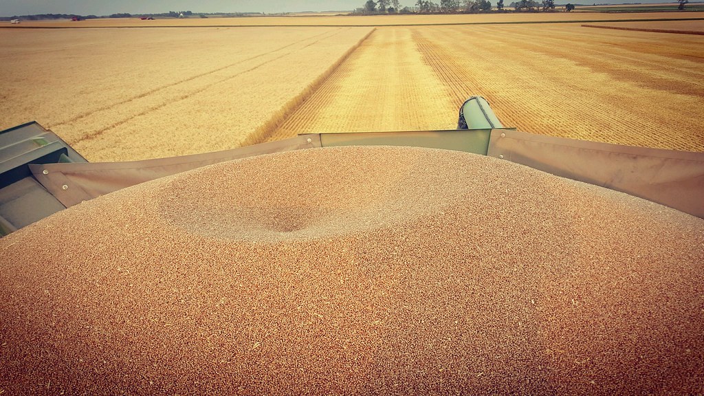 Schemper Harvesting