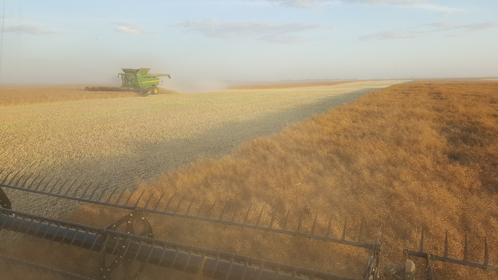 Schemper Harvesting