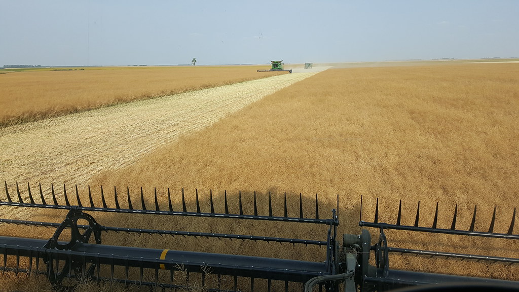 Schemper Harvesting
