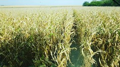 Schemper Harvesting 2018