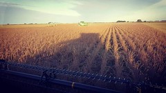 Schemper Harvesting 2018