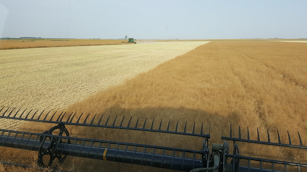 Schemper Harvesting