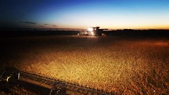 Schemper Harvesting 2018