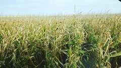 Schemper Harvesting 2018