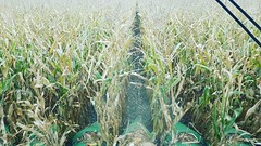 Schemper Harvesting 2018