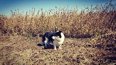 Schemper Harvesting 2018