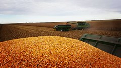 Schemper Harvesting 2018