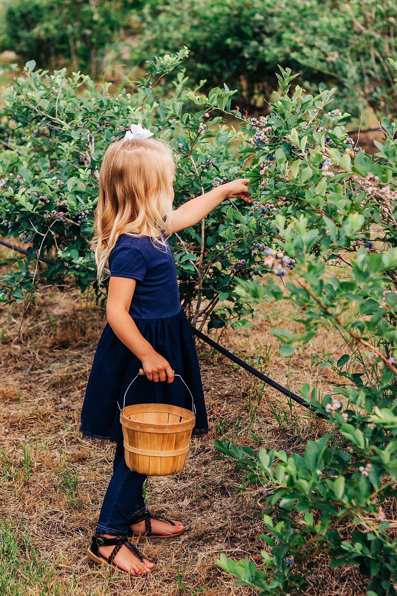 High Plains Harvesting 2019 - Photo by Laura