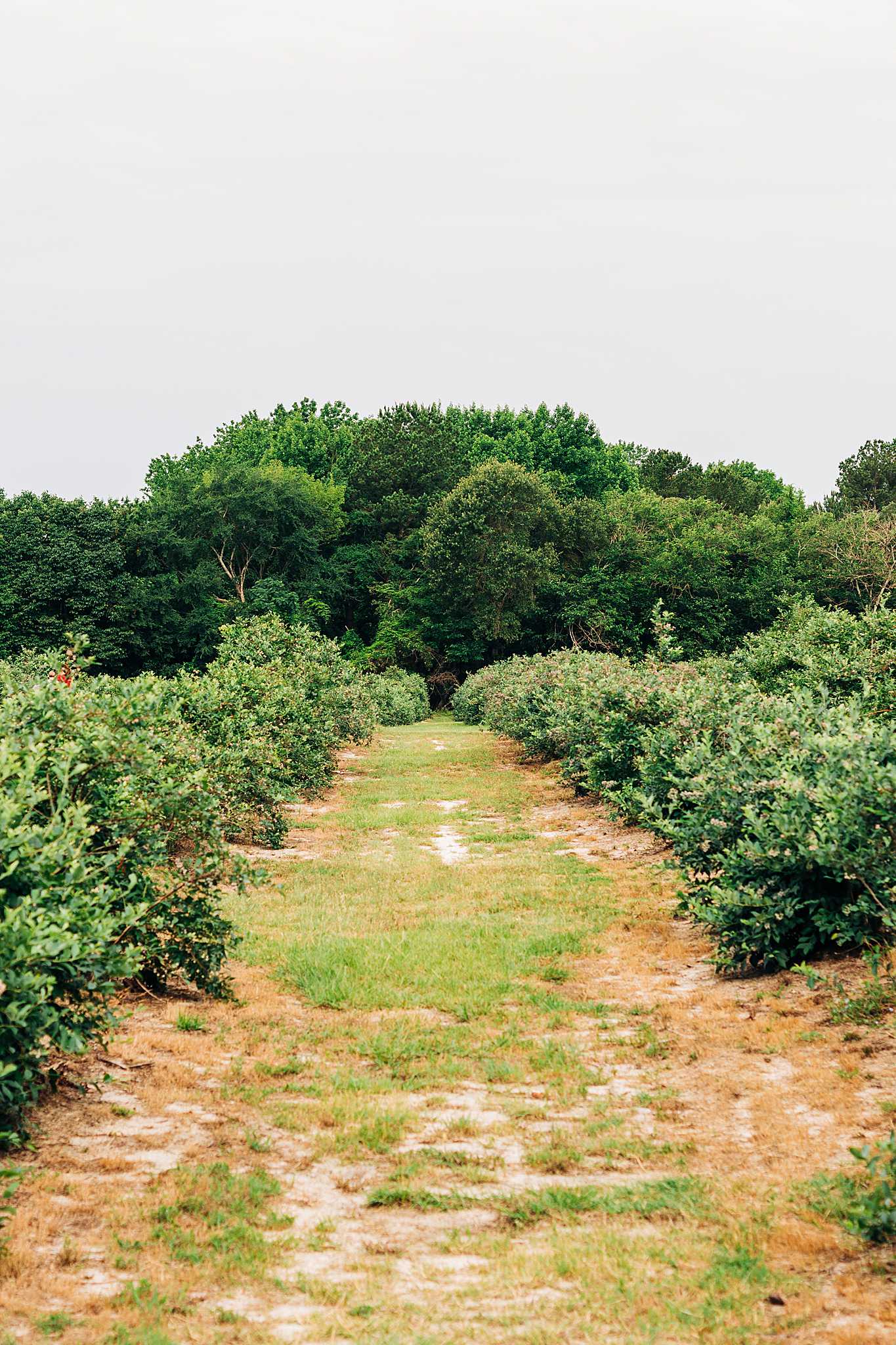 High Plains Harvesting 2019 - Photo by Laura