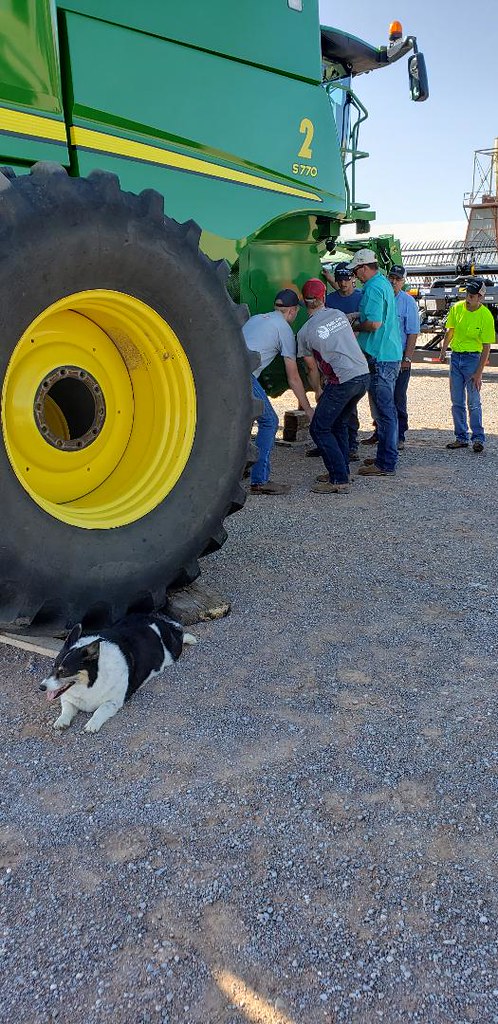 Schemper Harvesting 2019