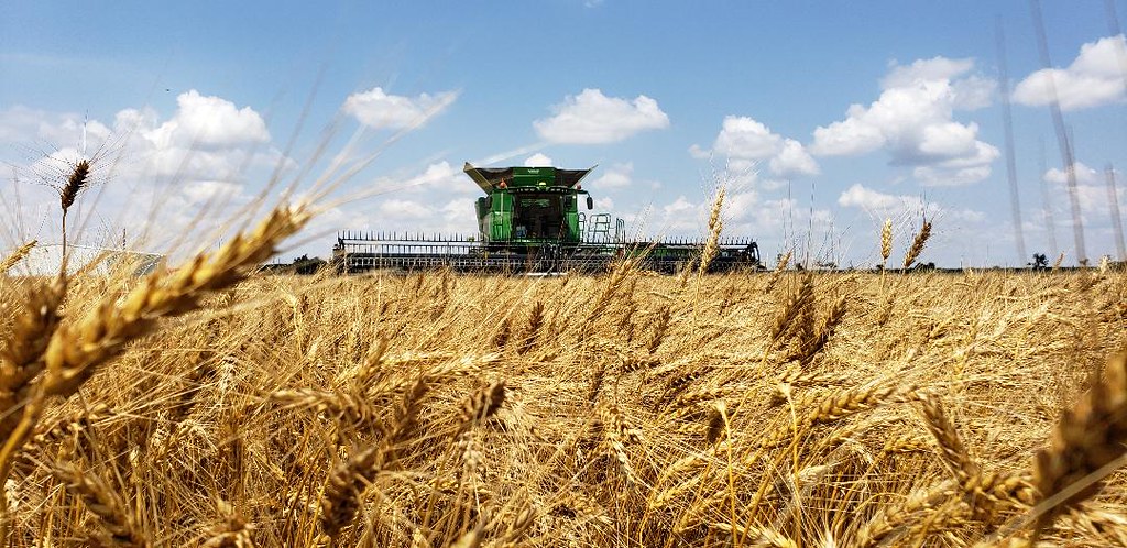 Schemper Harvesting 2019