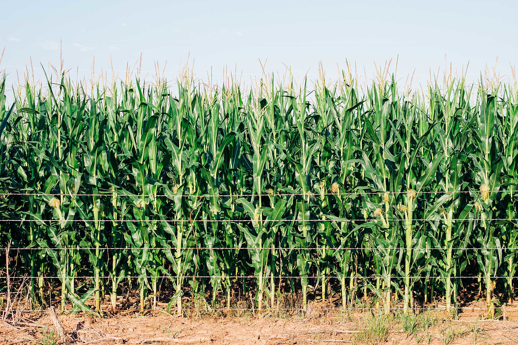High Plains Harvesting 2019