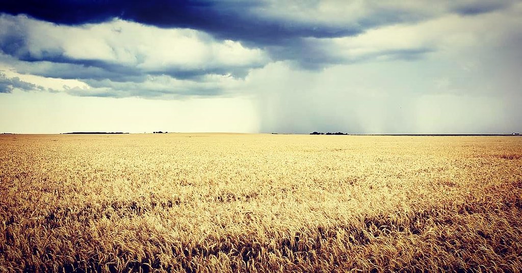 Schemper Harvesting 2019