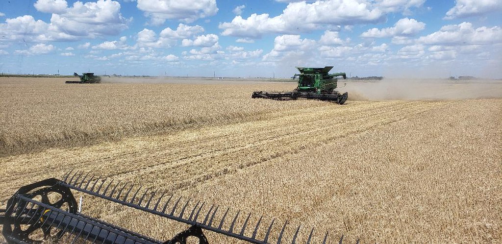 Schemper Harvesting 2019