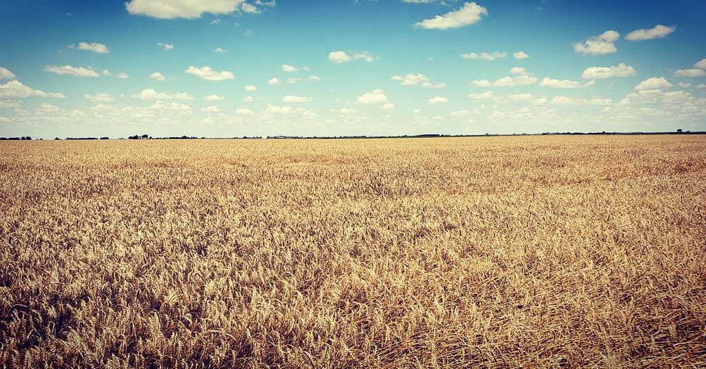 Schemper Harvesting 2019