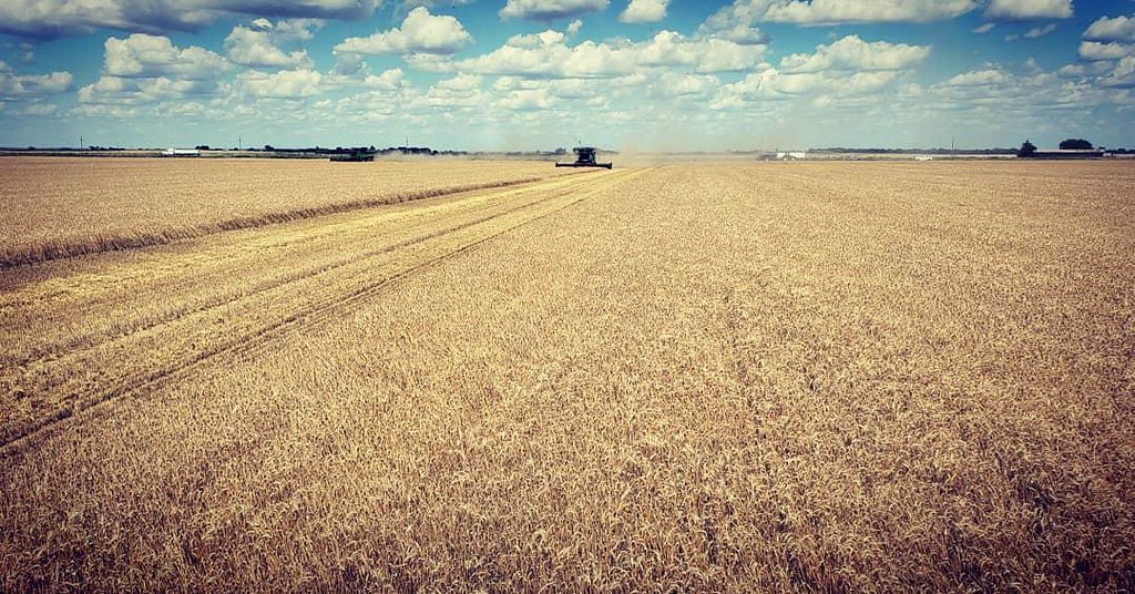 Schemper Harvesting 2019