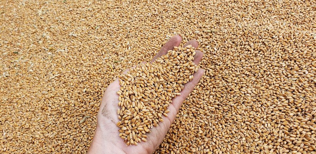 Schemper Harvesting 2019