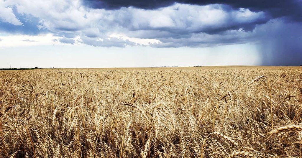 Schemper Harvesting 2019