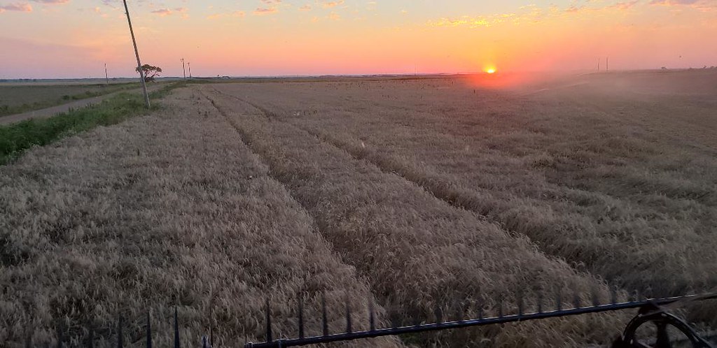 Schemper Harvesting 2019
