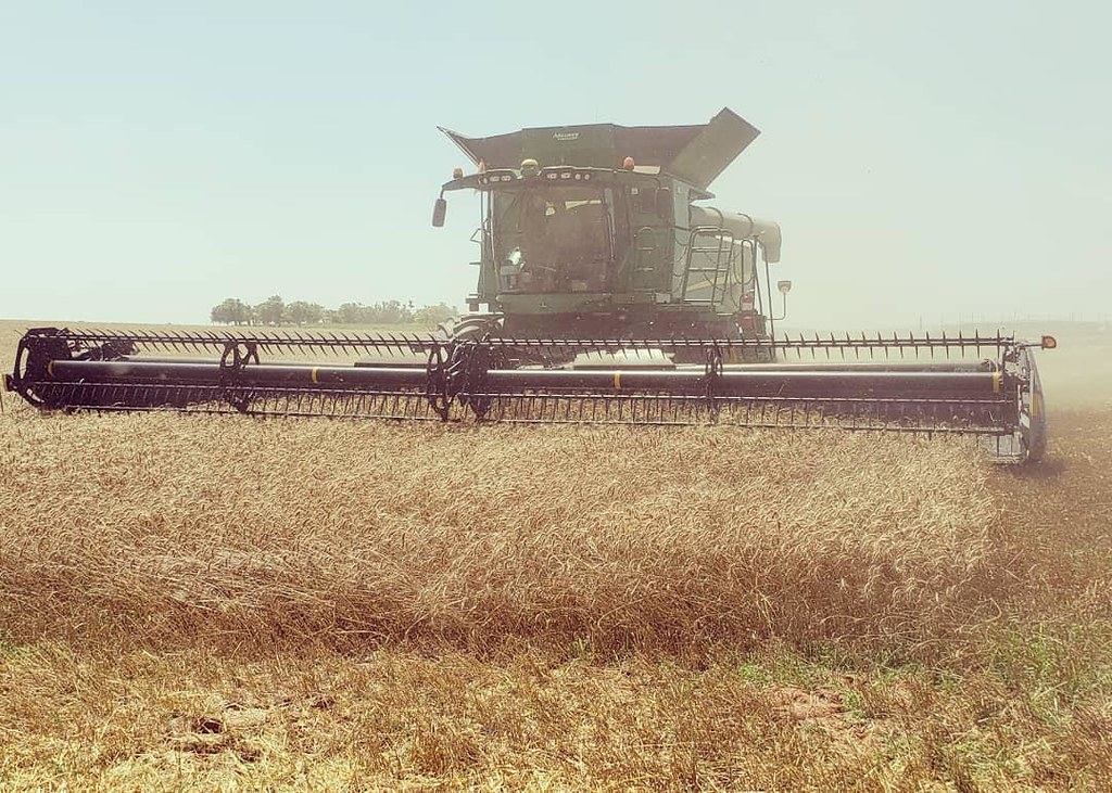 Schemper Harvesting 2019