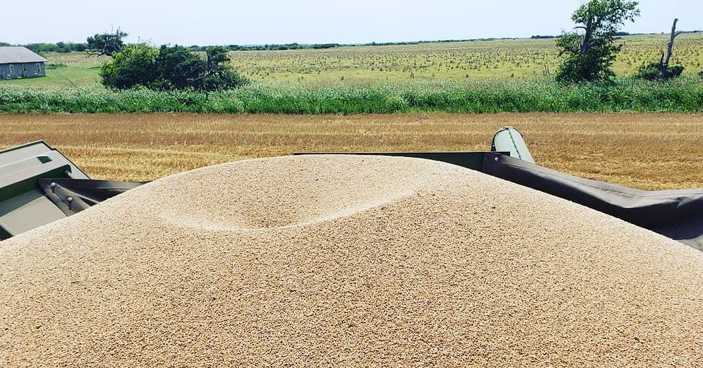 Schemper Harvesting 2019