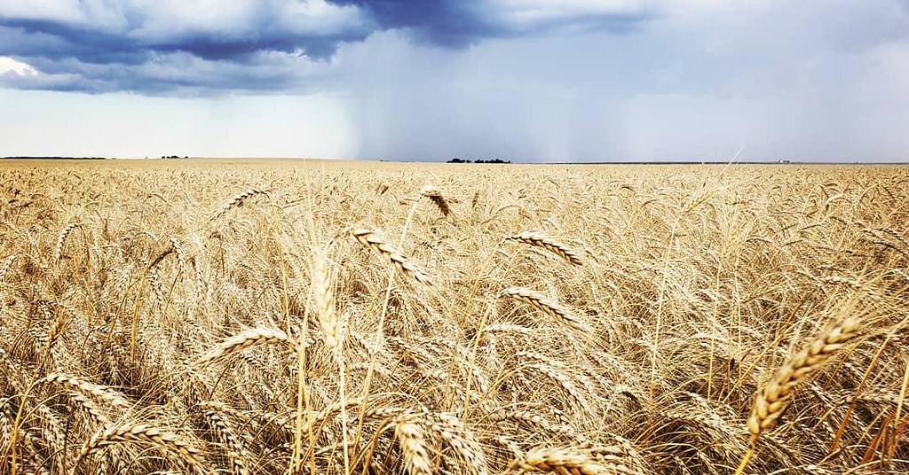 Schemper Harvesting 2019