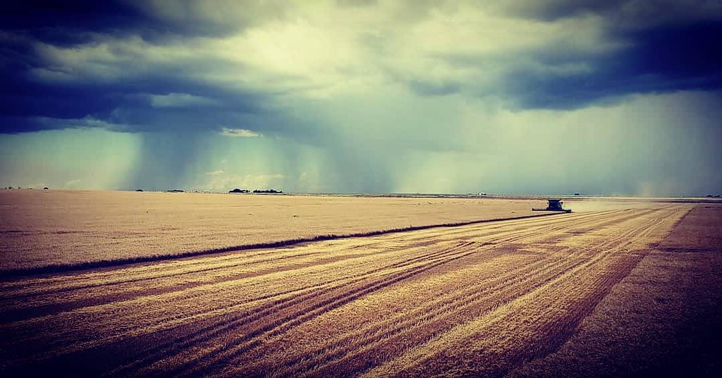 Schemper Harvesting 2019