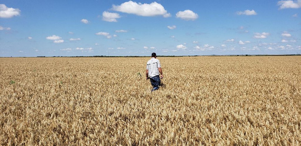 Schemper Harvesting 2019
