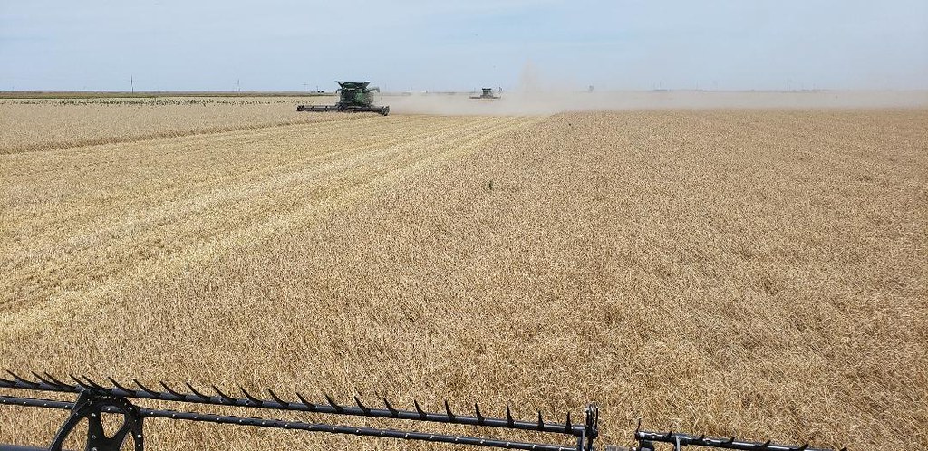 Schemper Harvesting 2019