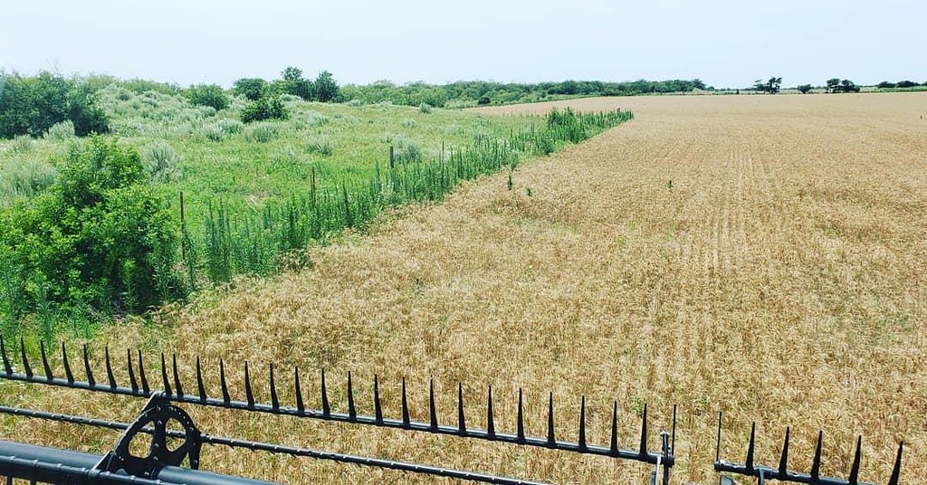 Schemper Harvesting 2019