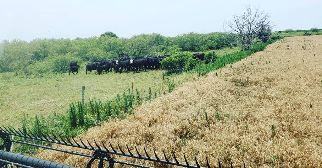 Schemper Harvesting 2019