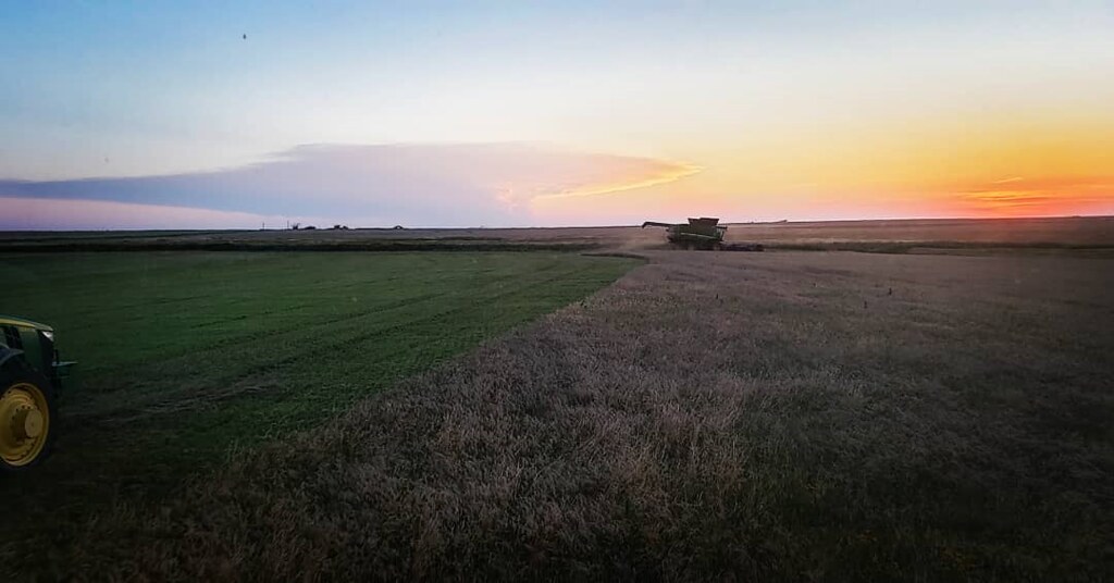 Schemper Harvesting 2019