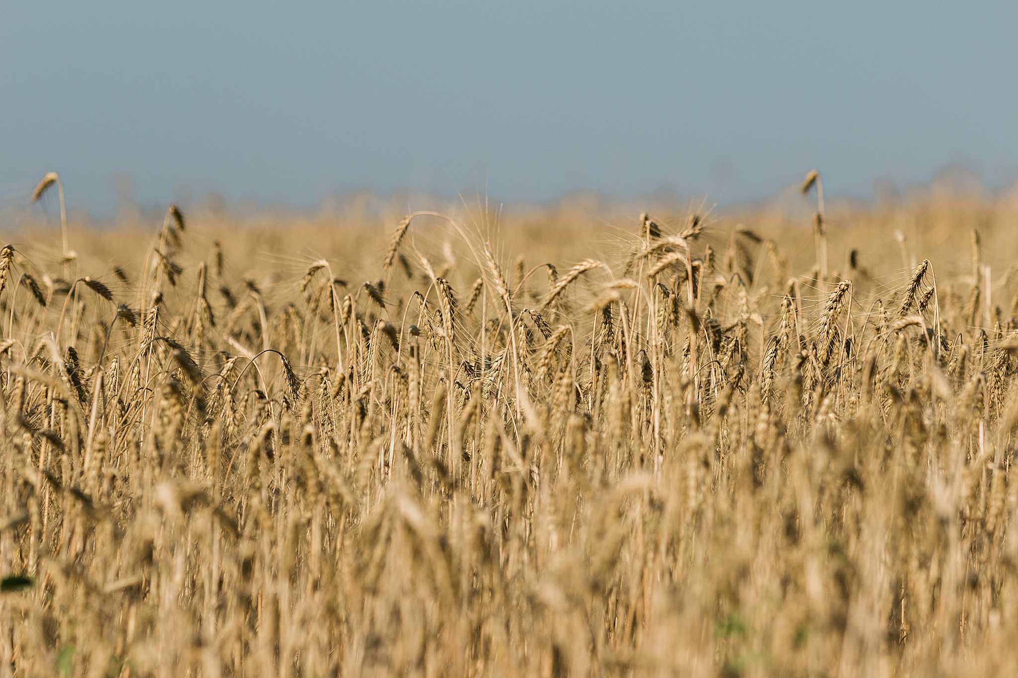 High Plains Harvesting 2019
