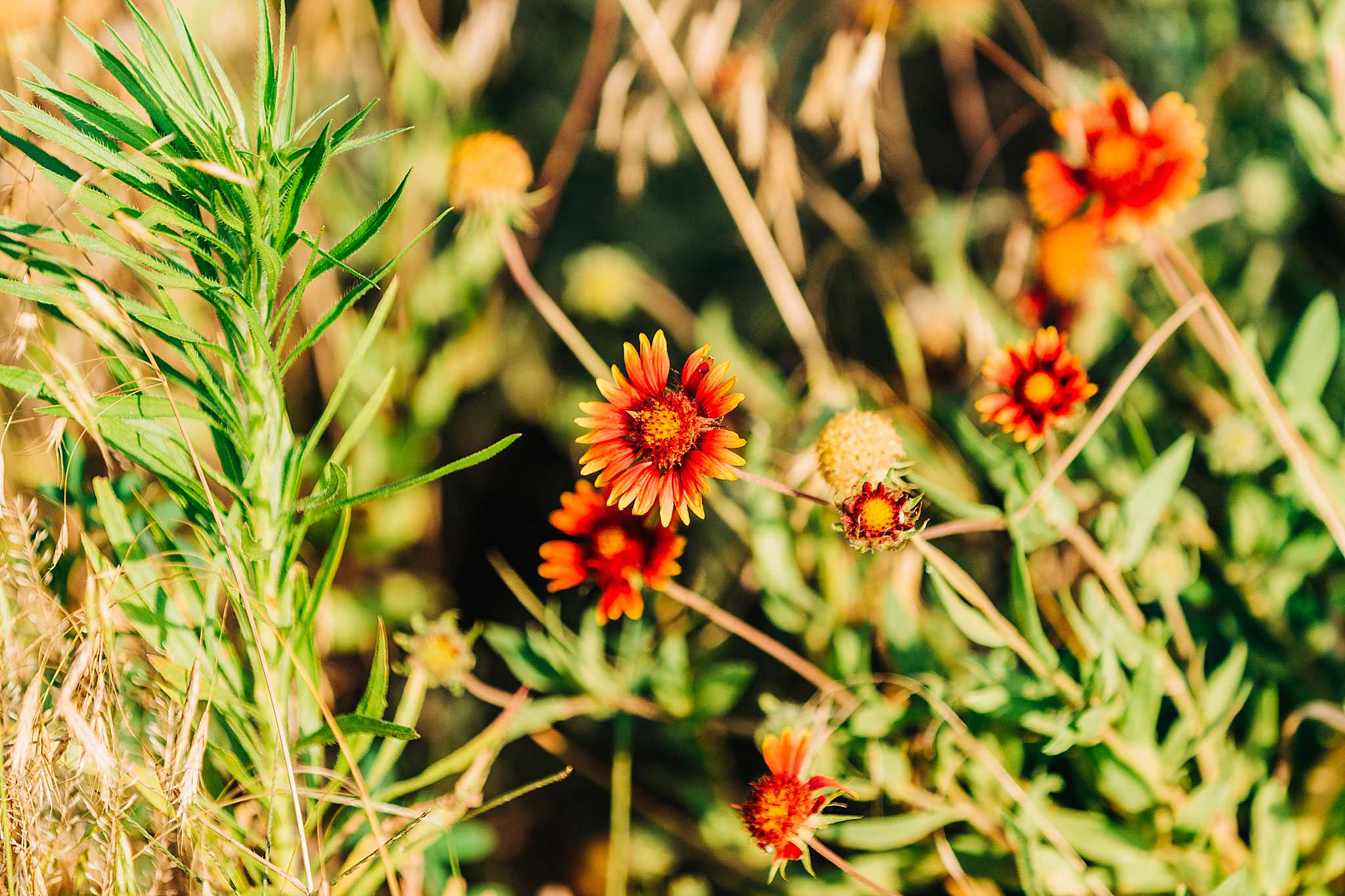 High Plains Harvesting 2019