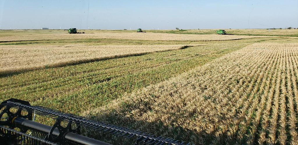 Schemper Harvesting