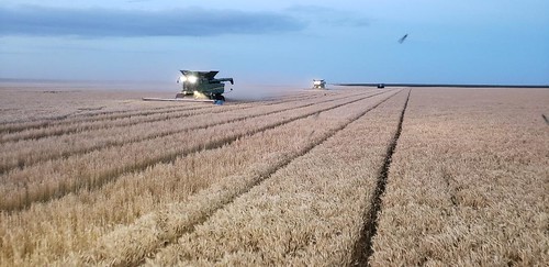 Schemper Harvesting