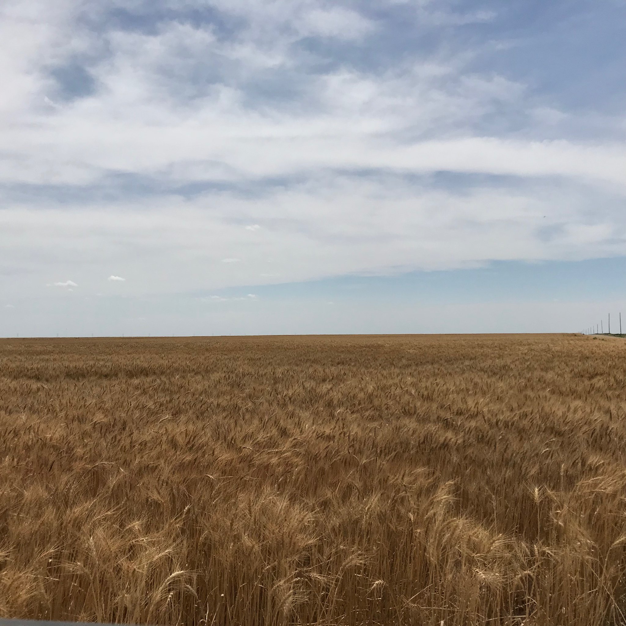High Plains Harvesting 2019
