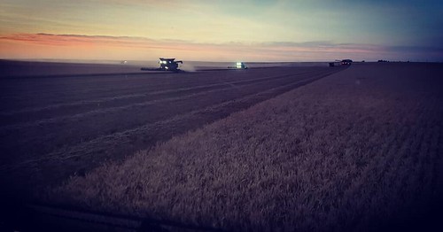 Schemper Harvesting
