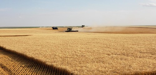Schemper Harvesting